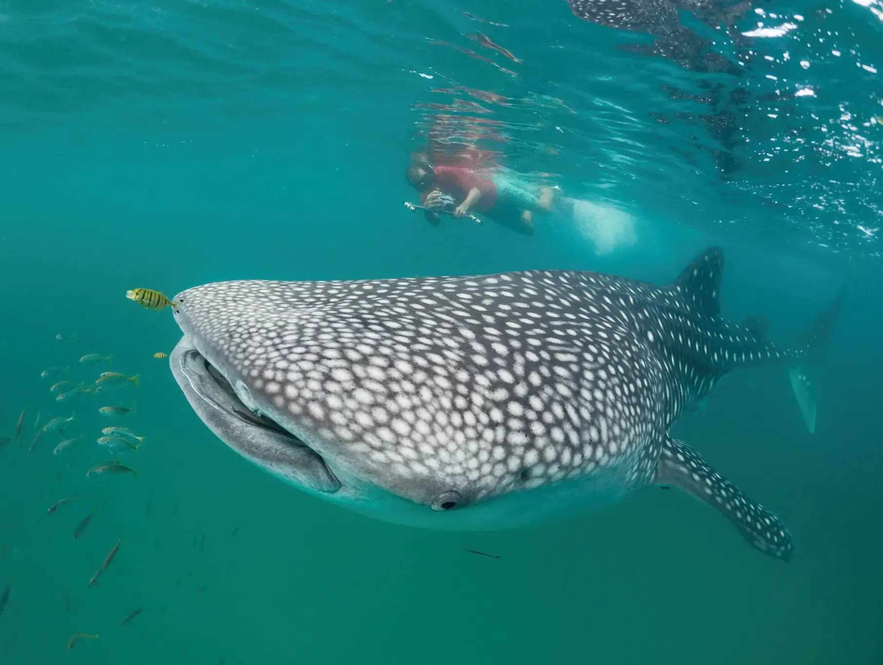 Day Trip To Mafia Whale Shark Adventure